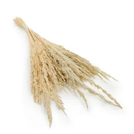 trzcinnik-piaskowy-calamagrostis-epigejos-bielony