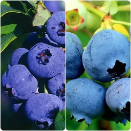 borowka-pakiet-n4-pozna-1l-dwie-odmiany