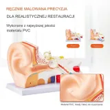 model-anatomiczny-ucho-3-czesci-stan-nowy