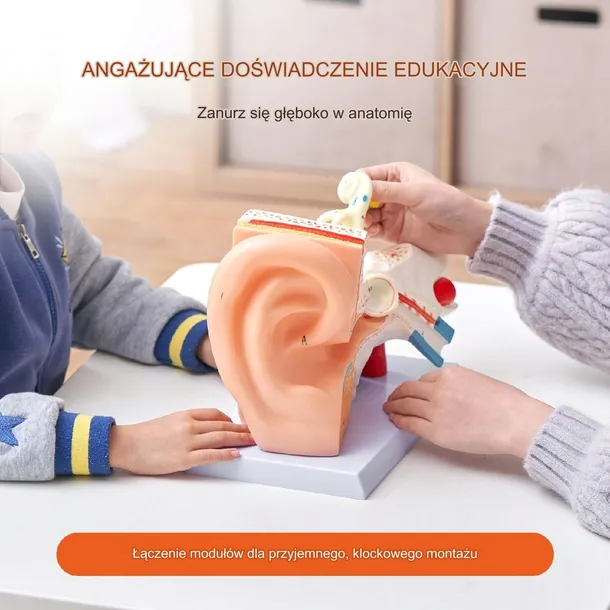 model-anatomiczny-ucho-3-czesci-kod-producenta-vevor