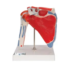 model-anatomiczny-stawu-barkowego-scientific-3o61