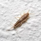 bros-pulapka-na-rybiki-marka-inna-stan-nowy