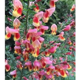 zarnowiec-cytisus-goldfinch