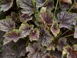 zurawkabeauty-colour-kolorowe-liscie-ozdobna-bylina-do-ogrodu-sadzonka-p9