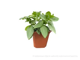 surfinia-fioletowa-petunia-space-kiss-kwiaty-na-balkon-sadzonka-p9