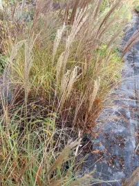 miskant-chinski-yakushima-duarf-karlowa-odmiana