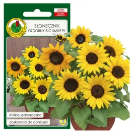 slonecznik-big-smile-f1-20z-nasiona-piekne-kwiaty
