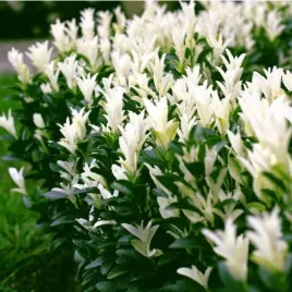 trzmielina-japonska-euonymus-japonica-himalaya-r