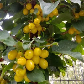 deren-jadalny-jantarnyj-2l