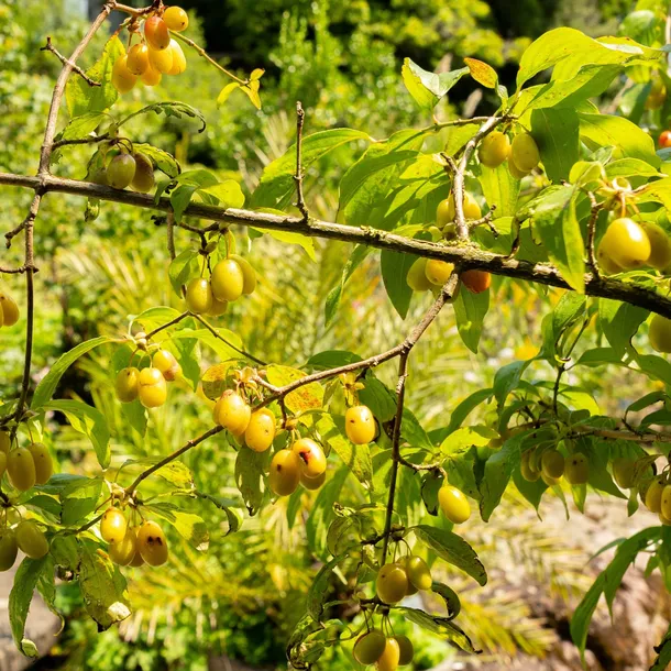 deren-jadalny-jantarnyj-2l-producent-szkolka-pnaczy-marek-wedrowski