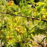deren-jadalny-jantarnyj-2l-producent-szkolka-pnaczy-marek-wedrowski
