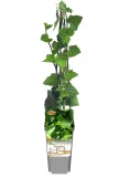 bluszcz-irlandzki-p9-c1-producent-inna