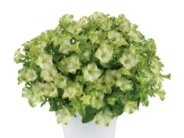 petunia-zielona-surfinia-ray-pistachio-cream-kwiaty-na-balkon-i-taras-sadzo