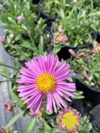 aster-alpejski-rozowy-sadzonka-skalniak-rabata