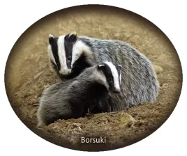 naklejka-borsuki-16