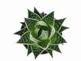 aloe-aristata-tiki-tahi-p8