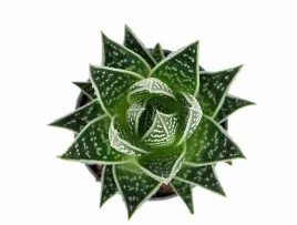 aloe-aristata-tiki-tahi-p8