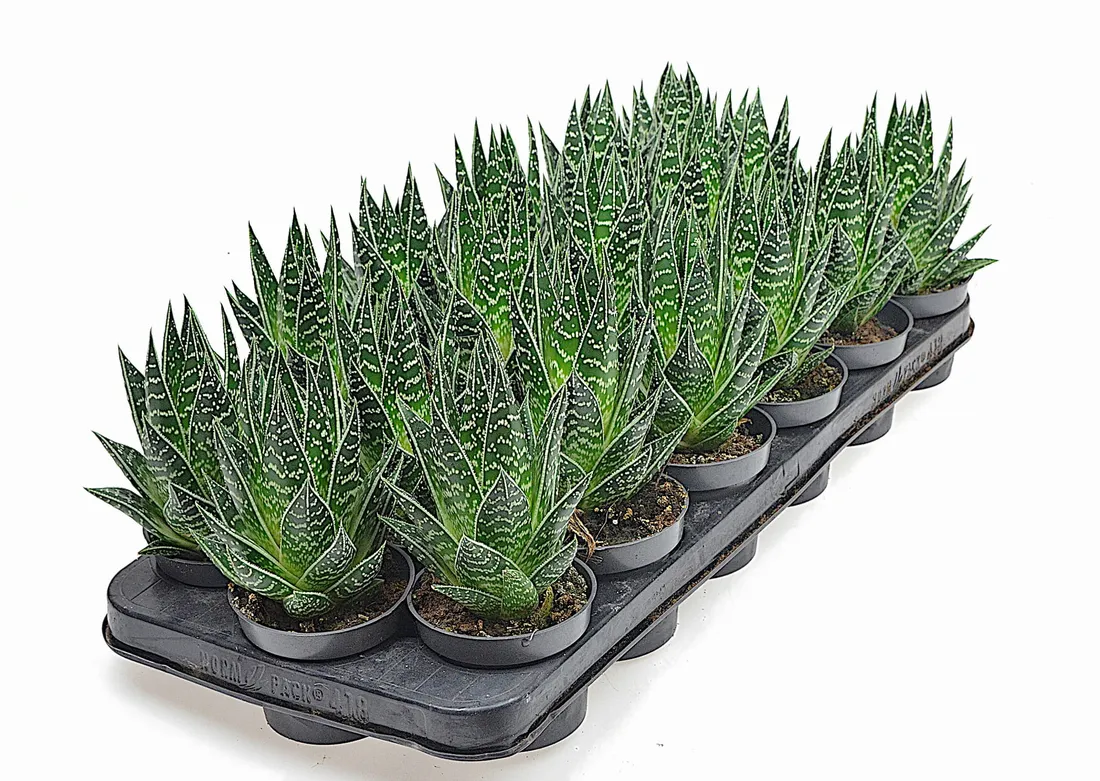 aloe-aristata-tiki-tahi-p8-rodzaj-rosliny-inny