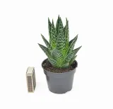 aloe-aristata-tiki-tahi-p8-kod-produktu-1902