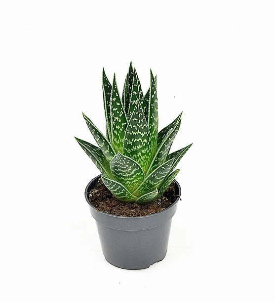 aloe-aristata-tiki-tahi-p8-rodzaj-rosliny-inny-kod-produktu-1902