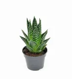 aloe-aristata-tiki-tahi-p8-rodzaj-rosliny-inny-kod-produktu-1902