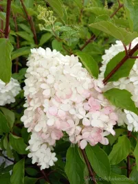 hortensja-vanille-fraise-bialo-rozowe-kwiatostany