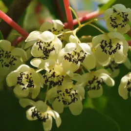 aktinidia-weiki-ostrolistna-meska-zapylacz-2l