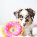 donut-truskawkowy-zippypaws-stan-opakowania-oryginalne
