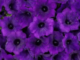 supertunia-vista-mini-fioletowa-ultramarine-sadzonka-p9-fioletowe-kwiaty-na