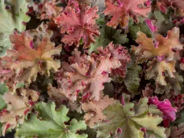 zurawka-kolorowe-liscie-rex-red-sadzonka-p9-bylina-do-ogrodu