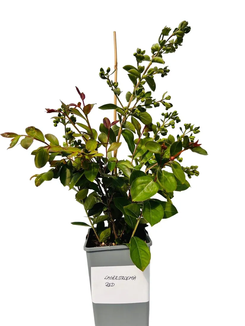lagerstremia-indyjska-red-2l-rodzaj-rosliny-inny