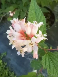 neilia-tybetanska-bardzo-rzadki-i-atrakcyjny-krzew