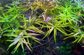 heteranthera-zosterifolia-roslina-do-akwarium