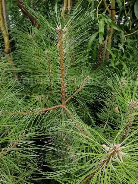 sosna-czarna-austriacka-soliter-do-ogrodu-wysokosc-sadzonki-40-40-cm