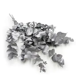eukaliptus-stabilizowany-cinerea-srebrny