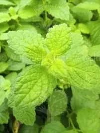 melisa-lekarska-cytrynowe-ziele-miododajne