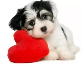 taylorhe-156-laptop-skin