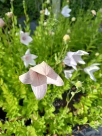 platykodon-rozowy-sadzonka-skalniak-rabata