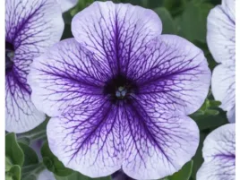 petunia-designer-blueberry-burst-surfinia-fioletowa-kwiaty-na-balkon-p9
