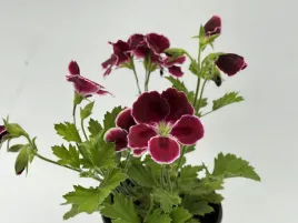 pelargonia-angielska-grandiflorum-aristo-black-beauty-sadzonki