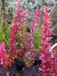 berberys-thunberga-red-rocket-kolumnowy-zywoplot
