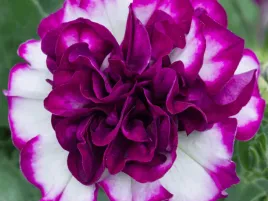 petunia-surfinia-bialo-rozowa-tumbelina-nicola-kwiaty-na-balkon-taras-p9