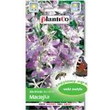 plantico-maciejka