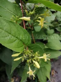 zadrzewnia-butterfly-sadzonka-skarpy-miododajna