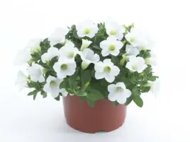 petunia-surfinia-biala-table-white-sadzonka-p9-drobne-biale-kwiaty