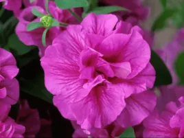 surfinia-rozowa-petunia-tumbelina-candyfloss-pelne-kwiaty-sadzonka-p9