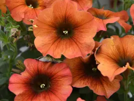 beautical-cinnamon-pomaranczowe-kwiaty-na-balkon-sadzonka-p9