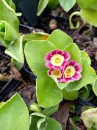 pierwiosnek-omszony-primula-pubescens