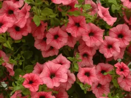 petunia-malinowa-surfinia-hot-red-rozowe-kwiaty-na-balkon-sadzonka-p9