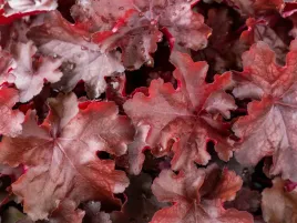 zurawka-czerwona-rex-fire-ozdobna-bylina-kolorowe-liscie-do-ogrodu-sadzonka